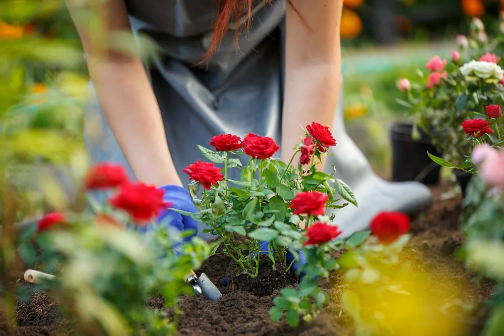 How to Plant Roses in Winter to Reap the Beauty in Autumn