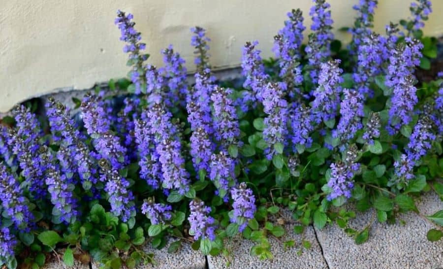 The Blue Bugle is an example of an invasive plant. 