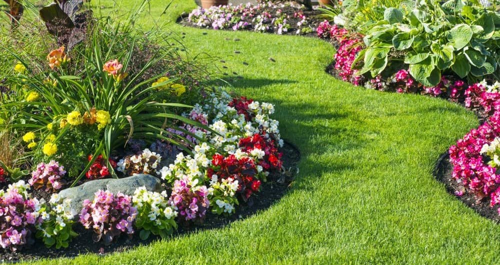 Perennial flowers are low maintenance but they enhance the appearance of your lawn.