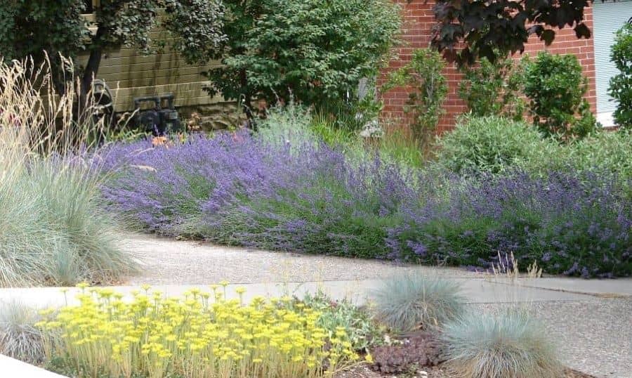 Ground covers doesn't have to be mowed, thus reducing landscape maintenance.